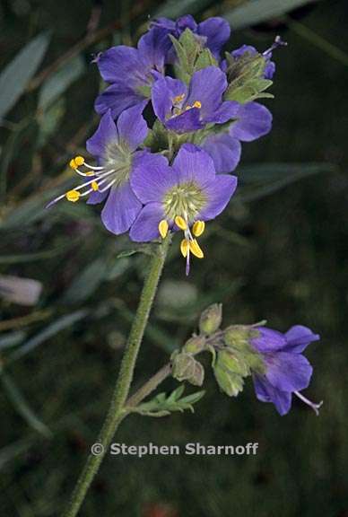 polemonium occidentale 4 graphic